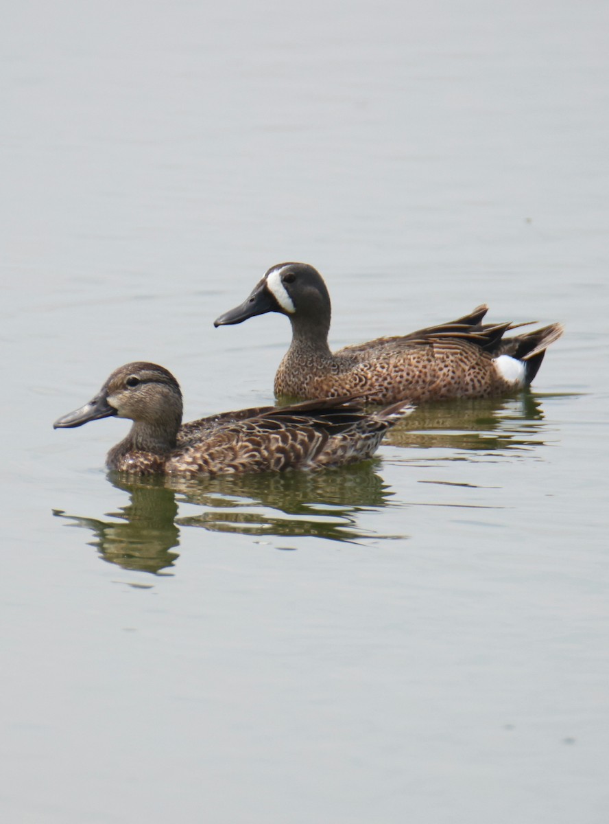 Blue-winged Teal - ML619464047