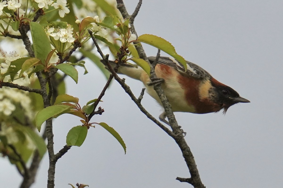 Bay-breasted Warbler - ML619464074