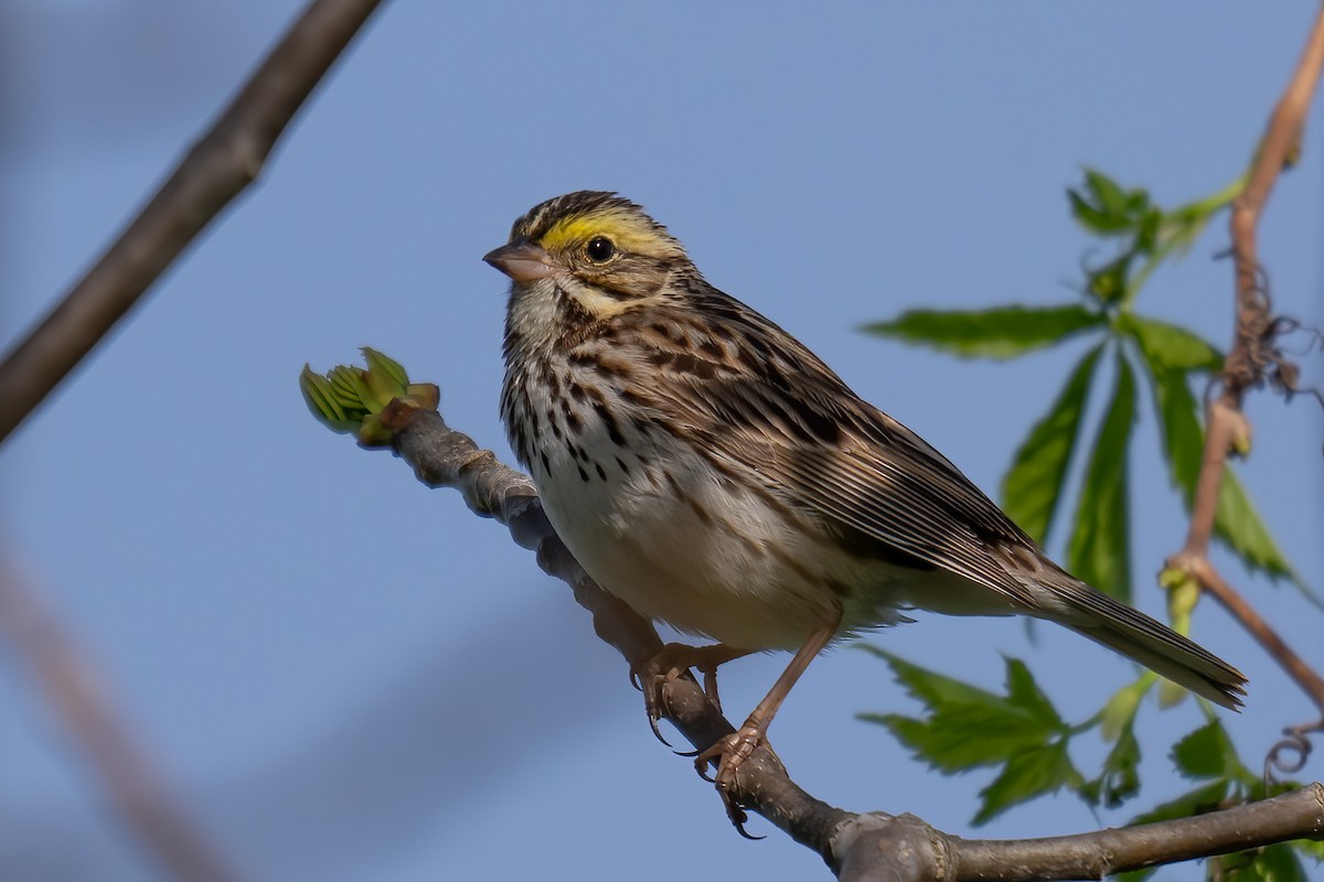 Savannah Sparrow - ML619464088