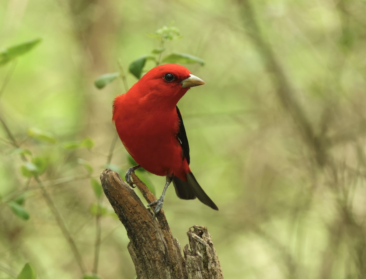 Scarlet Tanager - ML619464133