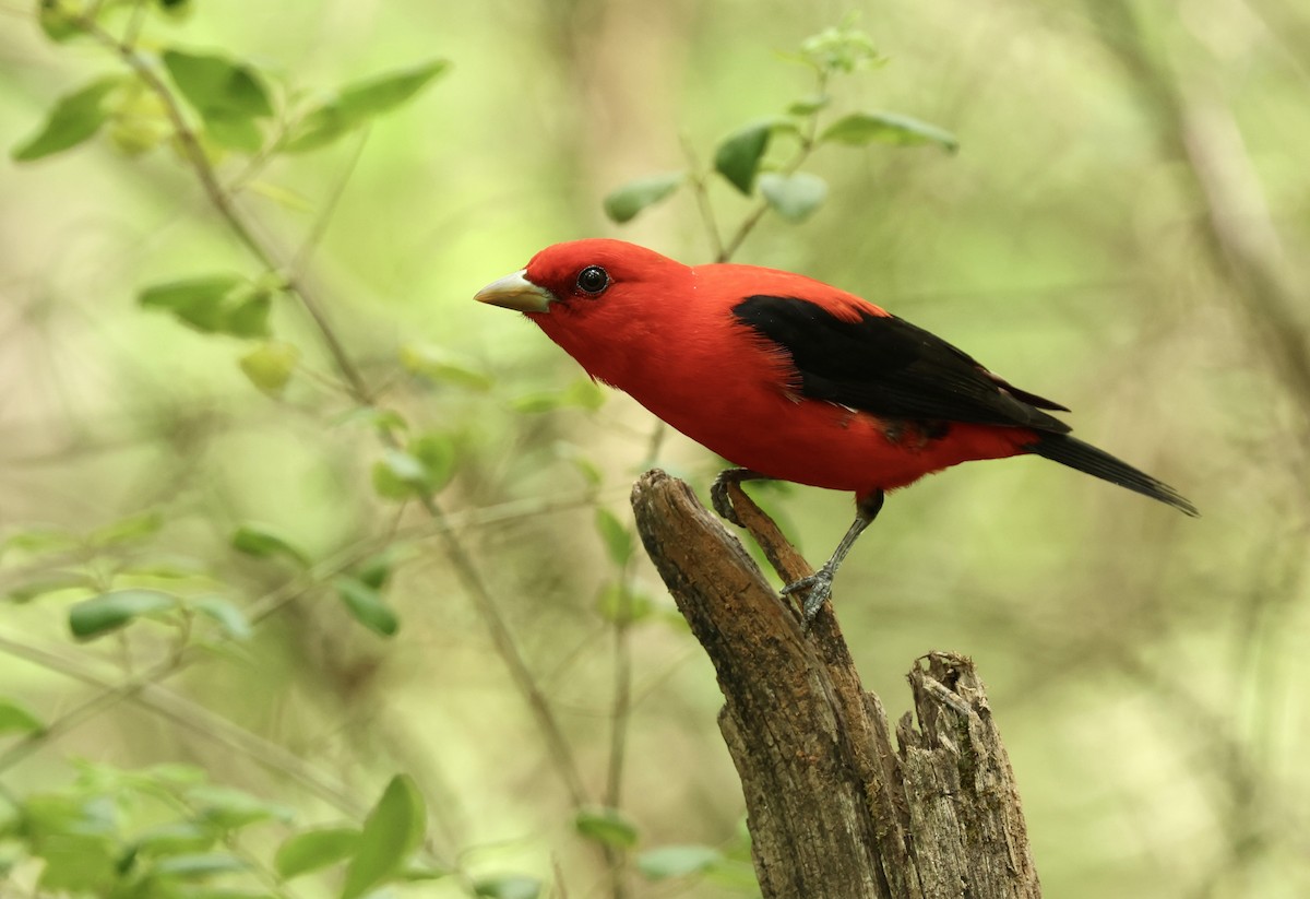 Scarlet Tanager - ML619464136