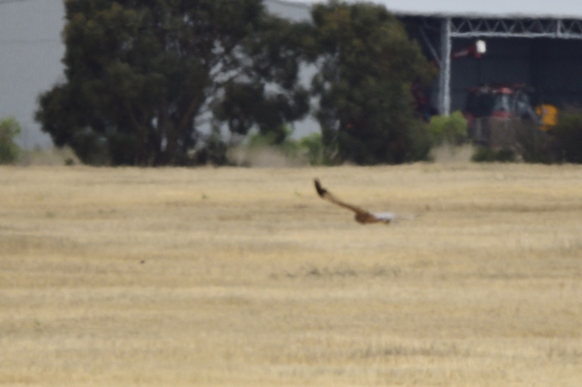 Spotted Harrier - ML619464170