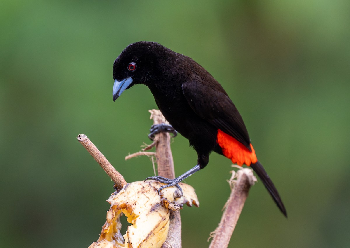 Scarlet-rumped Tanager (Passerini's) - ML619464191