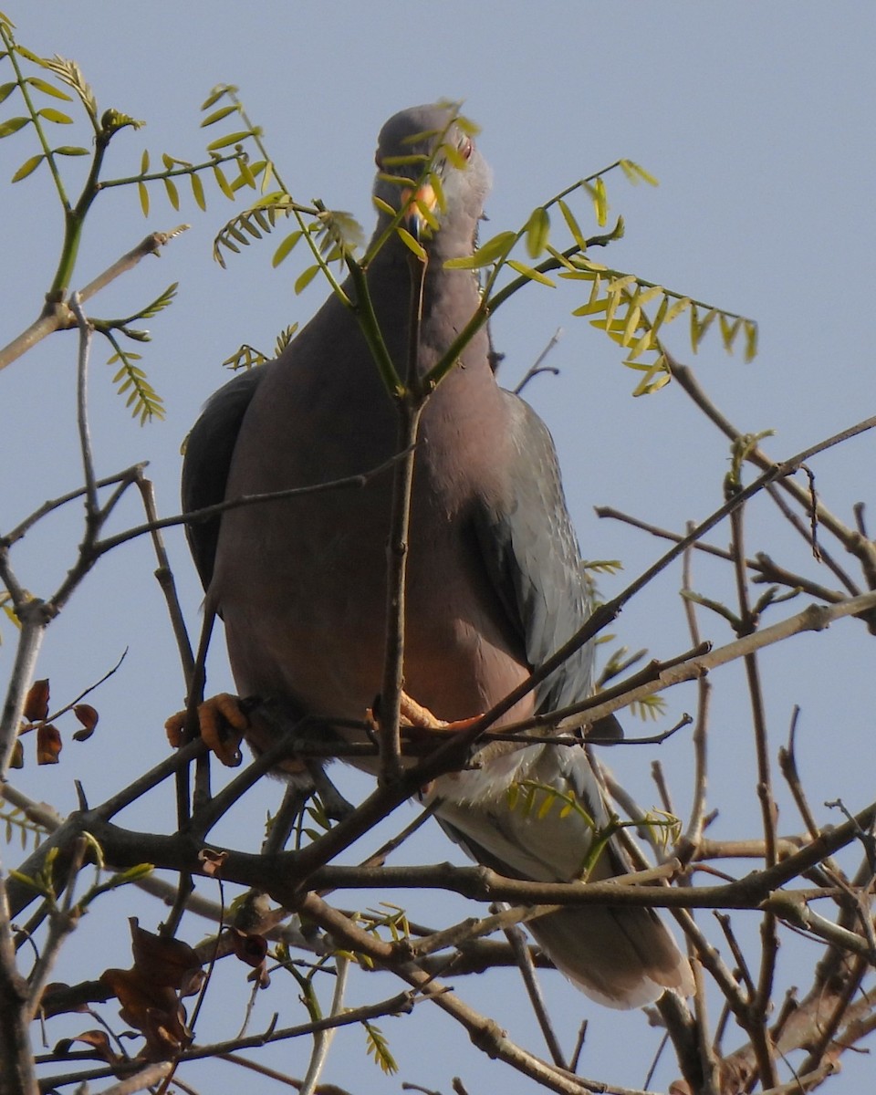 Band-tailed Pigeon - ML619464195