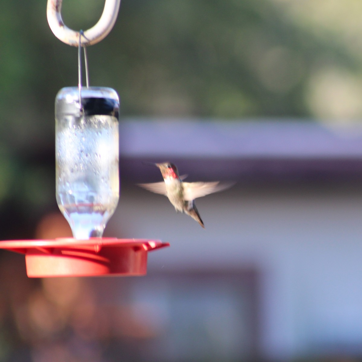 Anna's Hummingbird - ML619464202