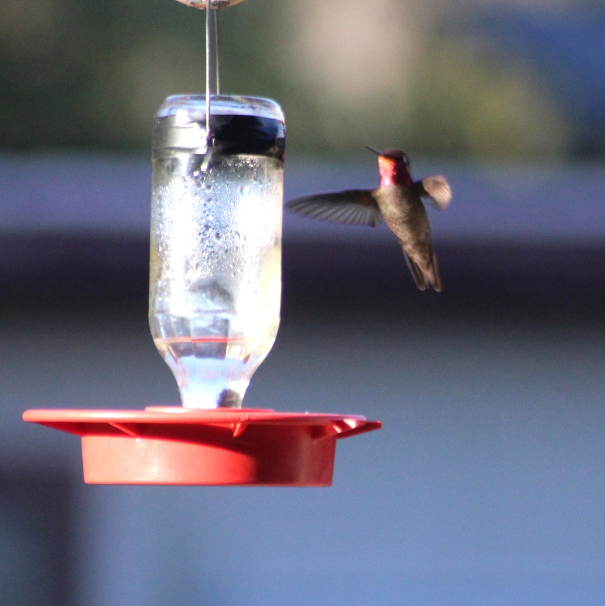 Anna's Hummingbird - ML619464211