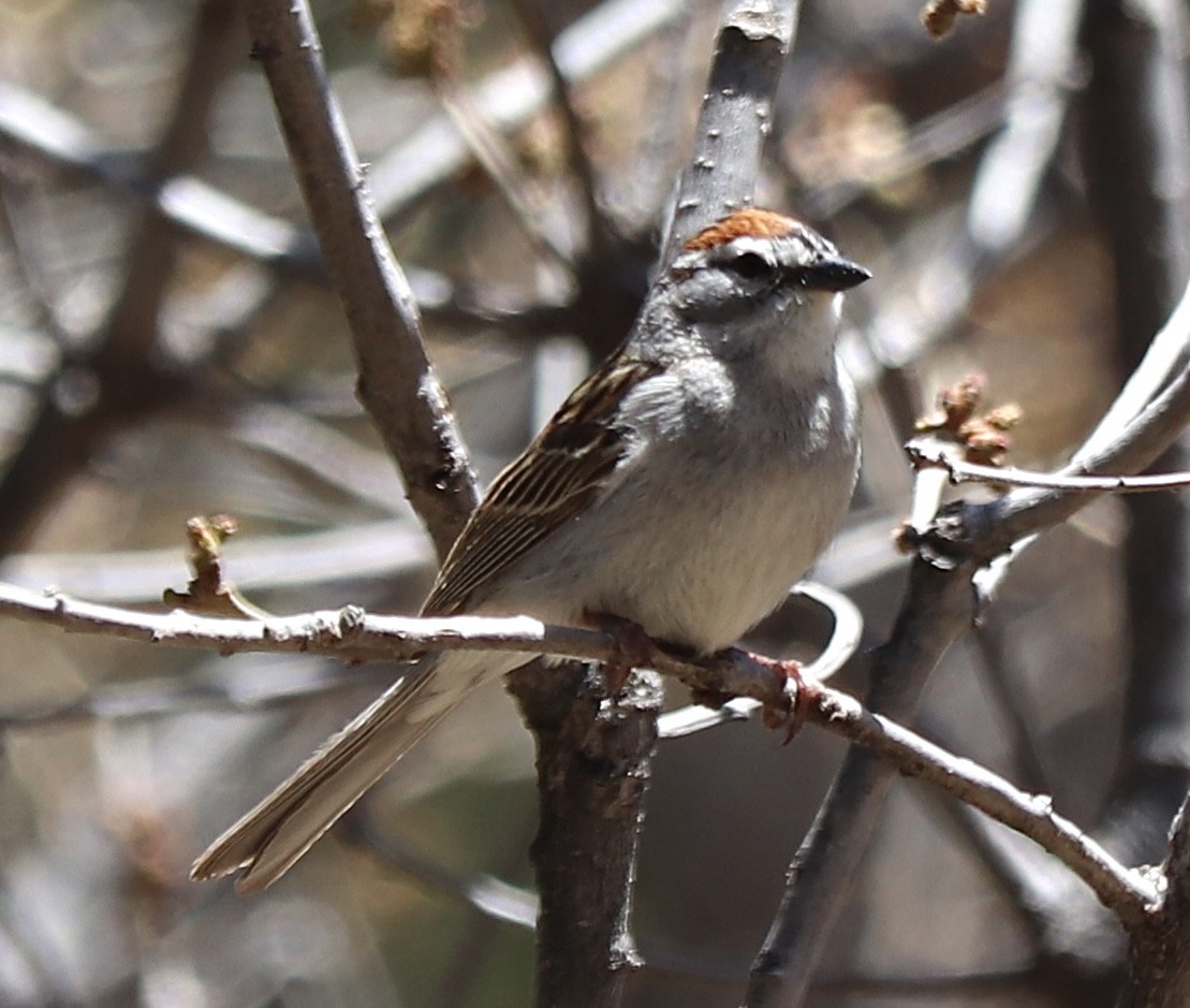 Chipping Sparrow - ML619464273