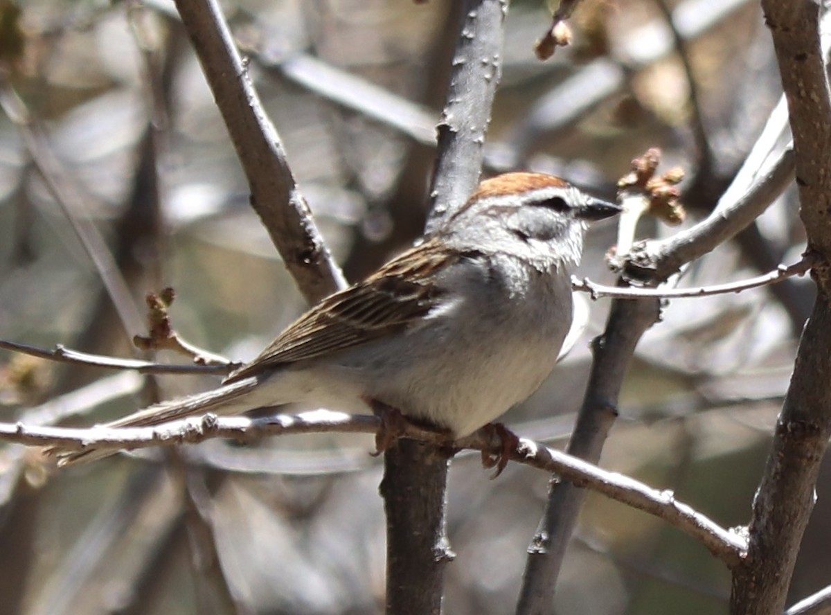 Chipping Sparrow - ML619464274