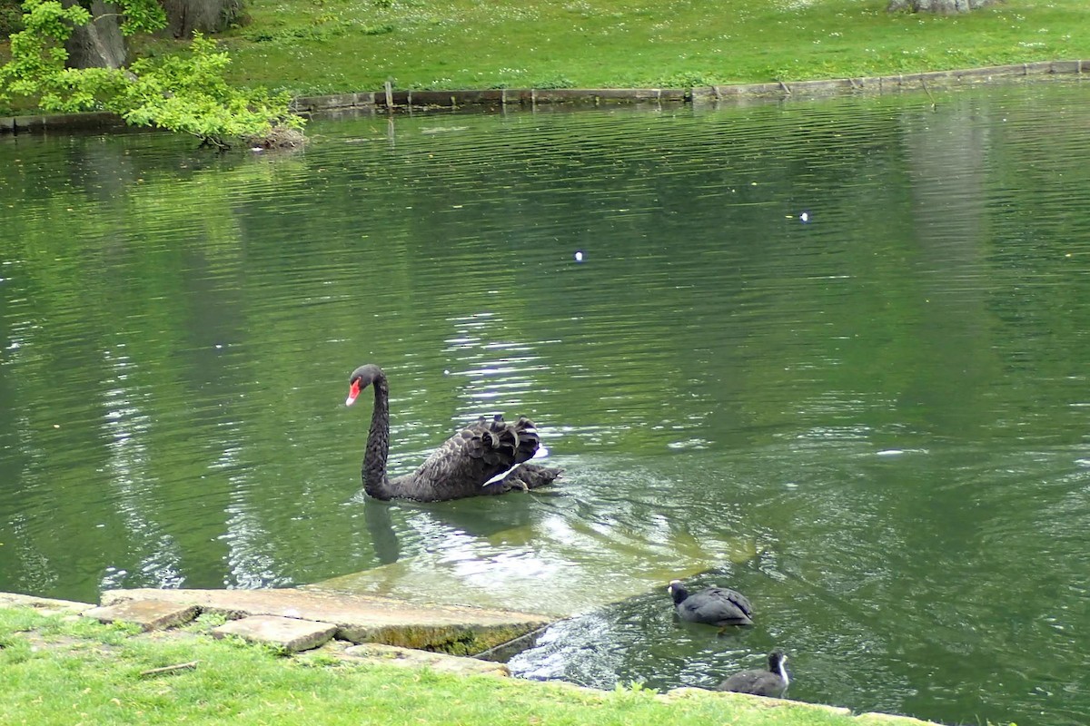 Black Swan - ML619464308