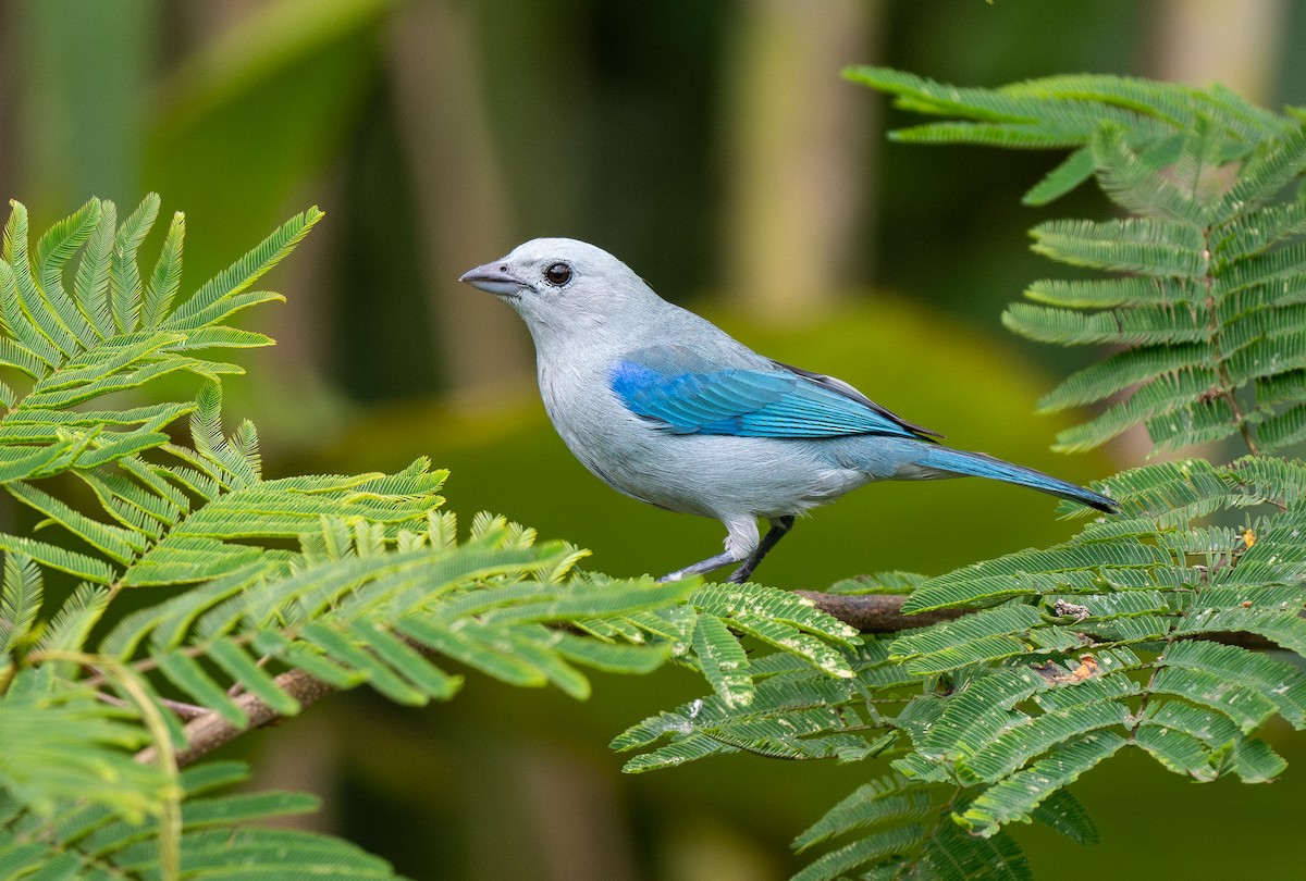 Blue-gray Tanager - ML619464318