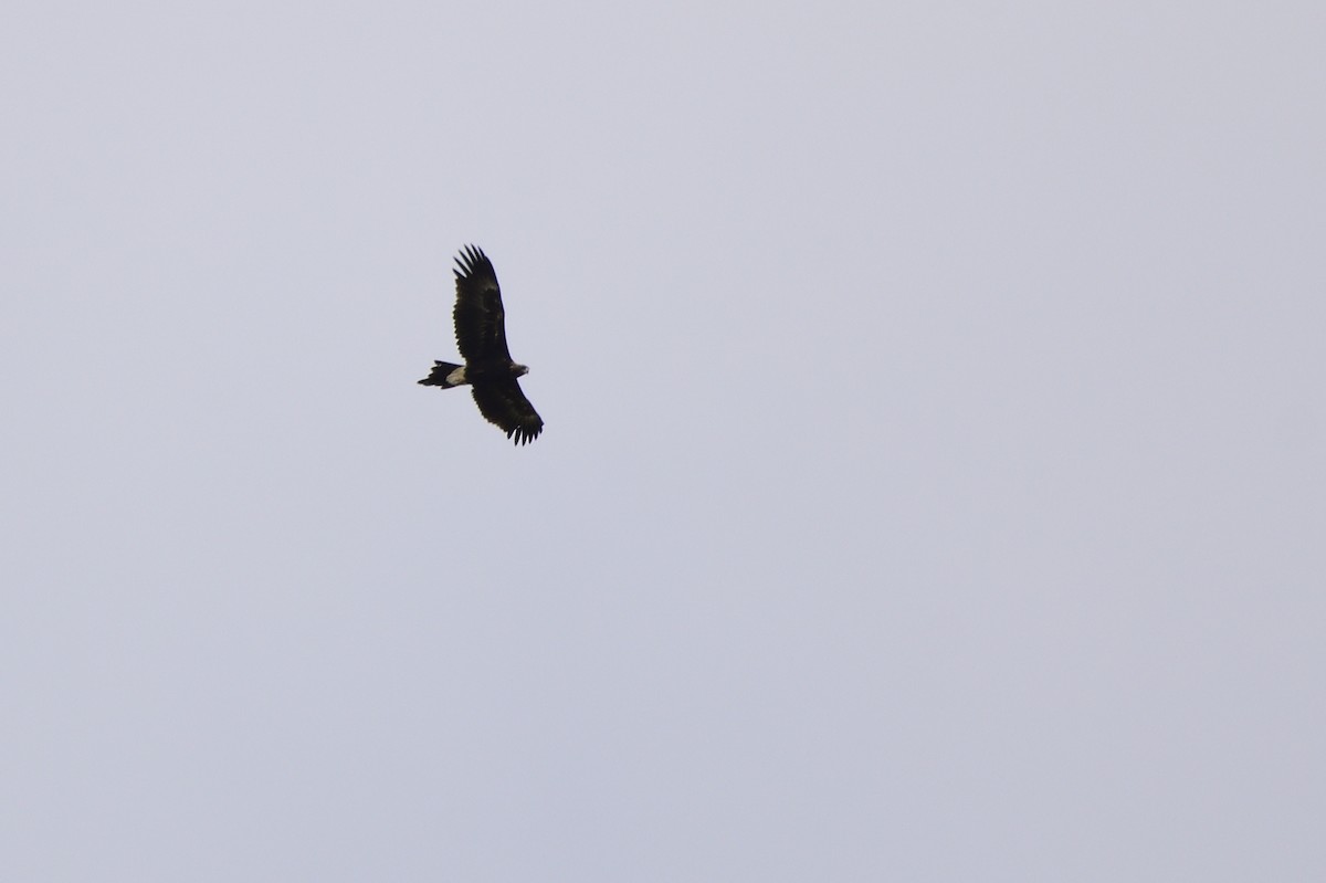 Wedge-tailed Eagle - ML619464407