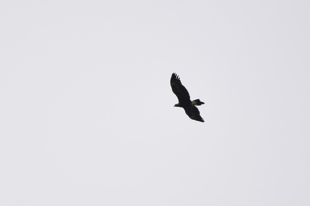 Wedge-tailed Eagle - ML619464409