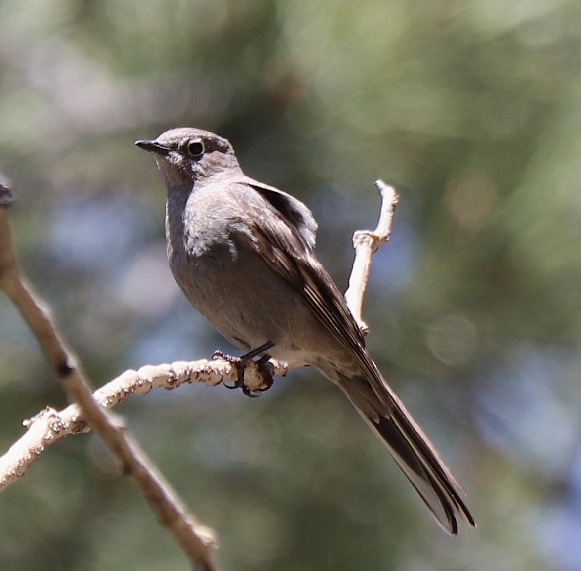 Townsend's Solitaire - ML619464452