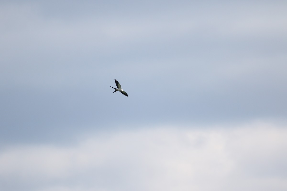 Swallow-tailed Kite - ML619464461