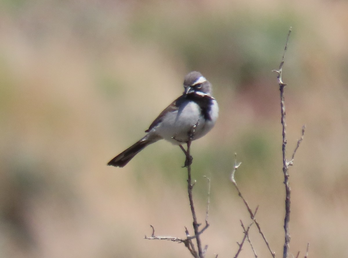 Black-throated Sparrow - ML619464506