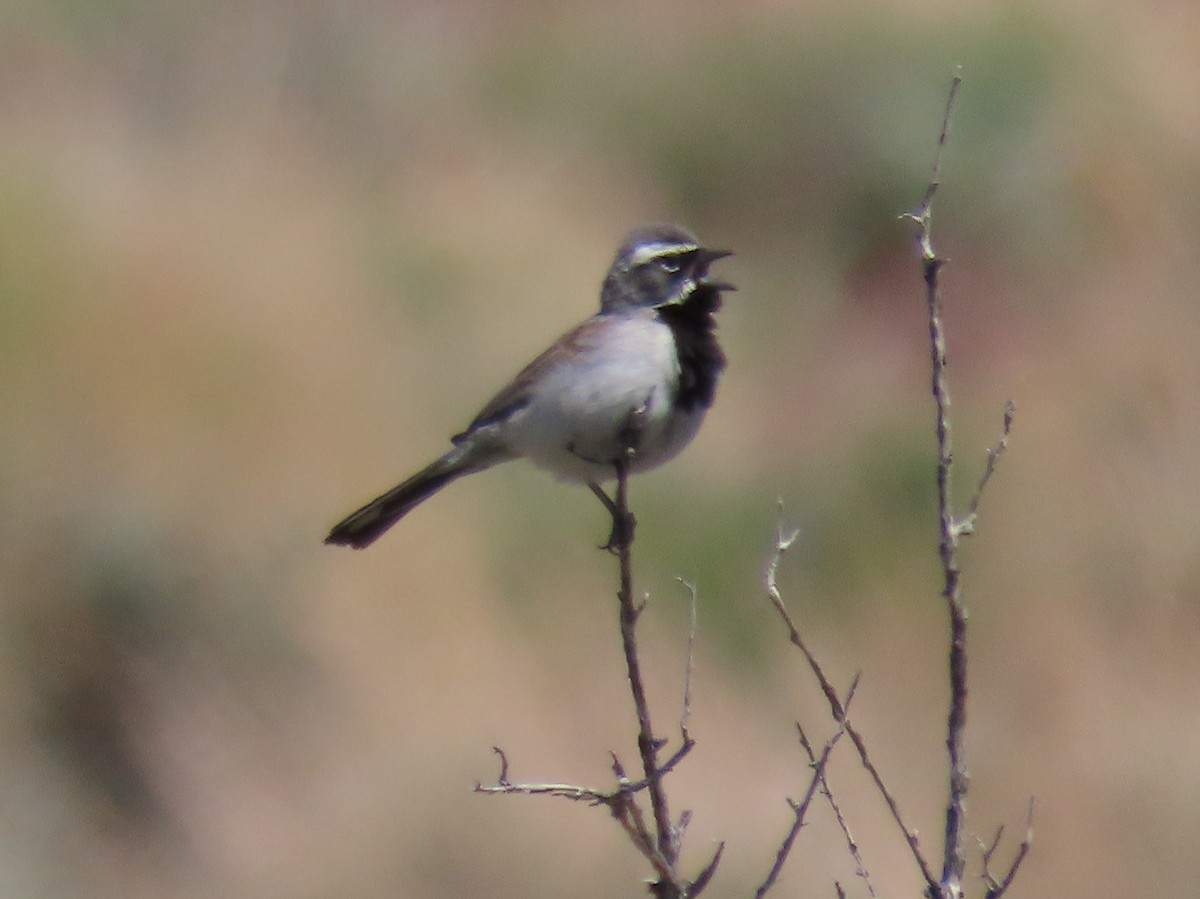 Black-throated Sparrow - ML619464534