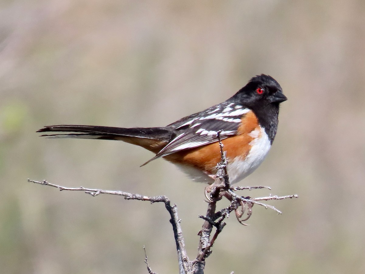 Spotted Towhee - ML619464575