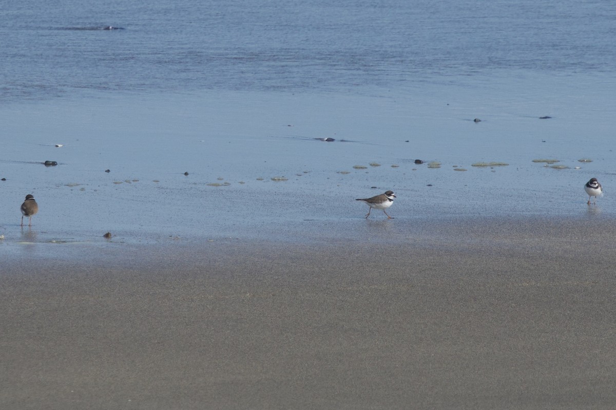 Semipalmated Plover - ML619464576