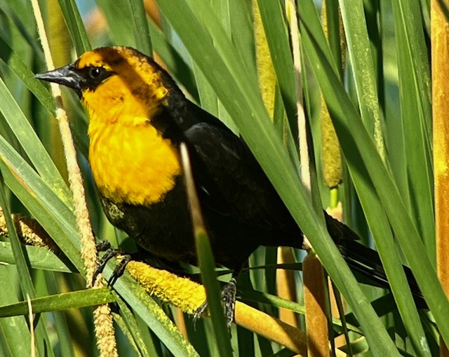 Yellow-headed Blackbird - ML619464623