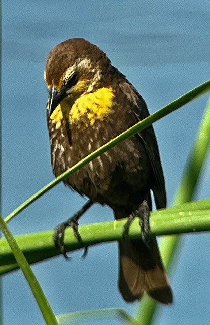 Yellow-headed Blackbird - ML619464624