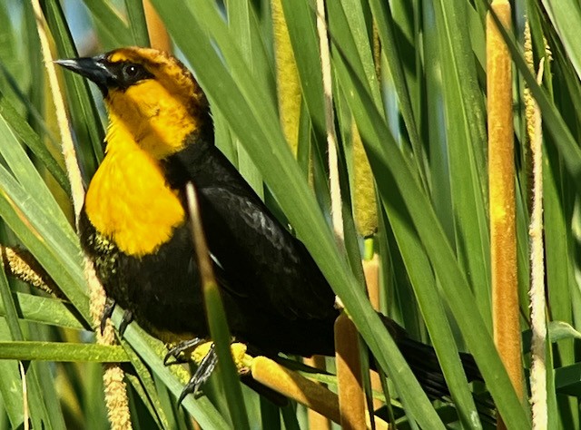 Yellow-headed Blackbird - ML619464626