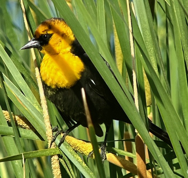 Yellow-headed Blackbird - ML619464627