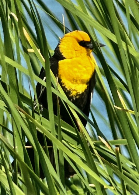 Yellow-headed Blackbird - ML619464629