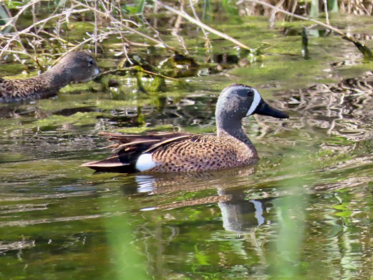 Blue-winged Teal - ML619464630
