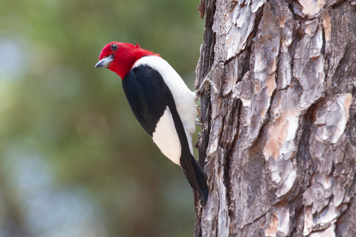 Red-headed Woodpecker - ML619464641