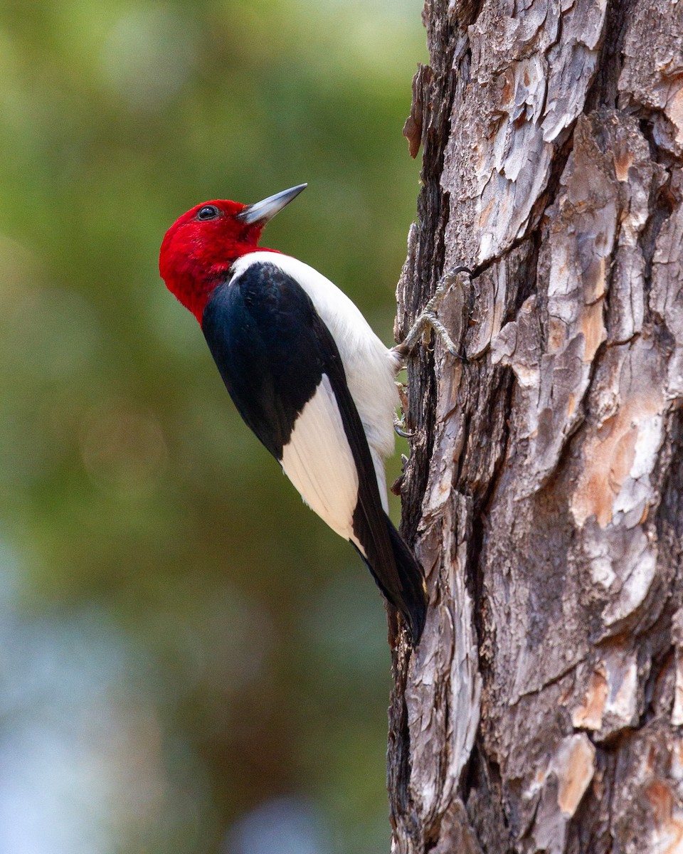 Red-headed Woodpecker - ML619464642