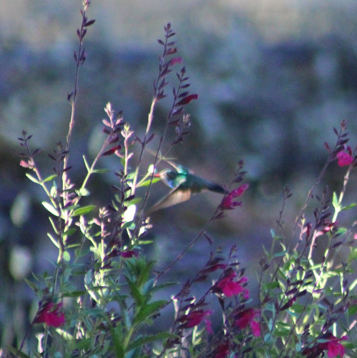 kolibřík širokozobý - ML619464650