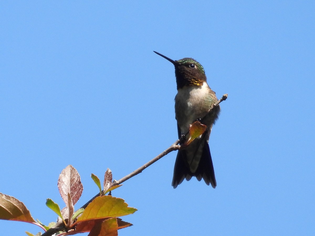 Ruby-throated Hummingbird - ML619464659