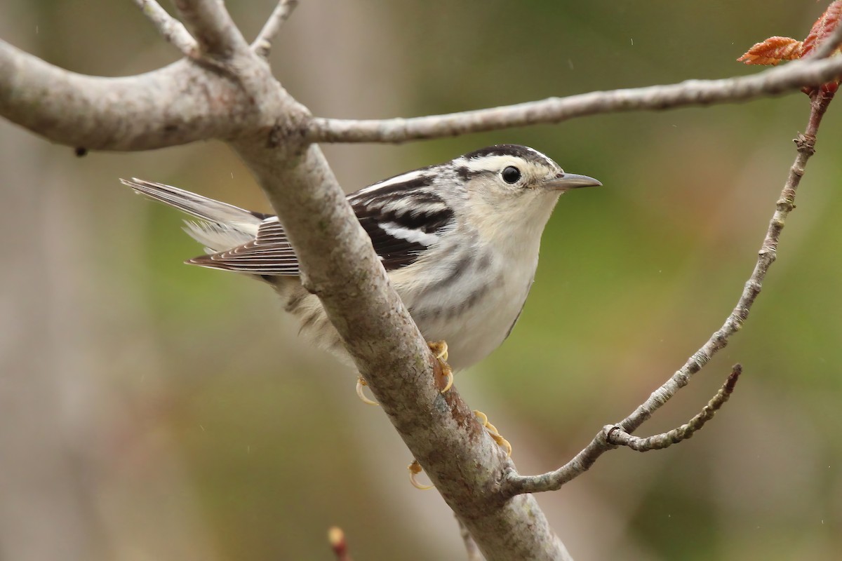 Black-and-white Warbler - ML619464727