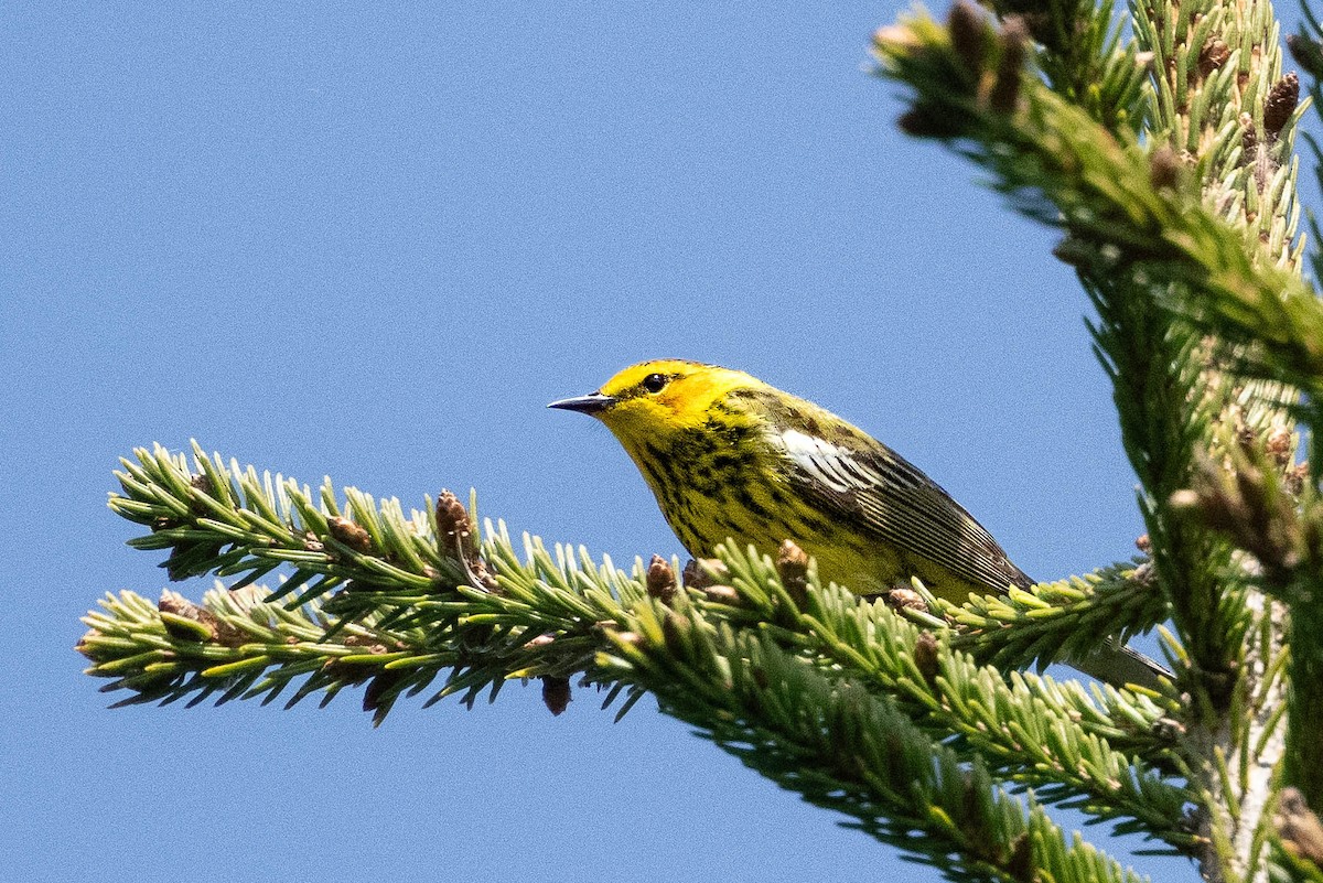 Cape May Warbler - ML619464762