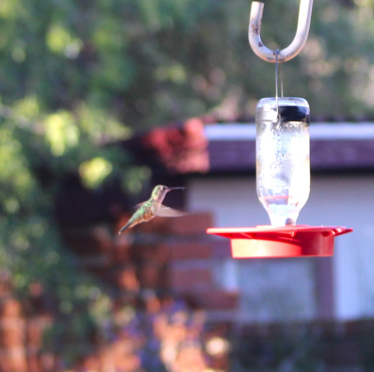 Broad-tailed Hummingbird - ML619464765