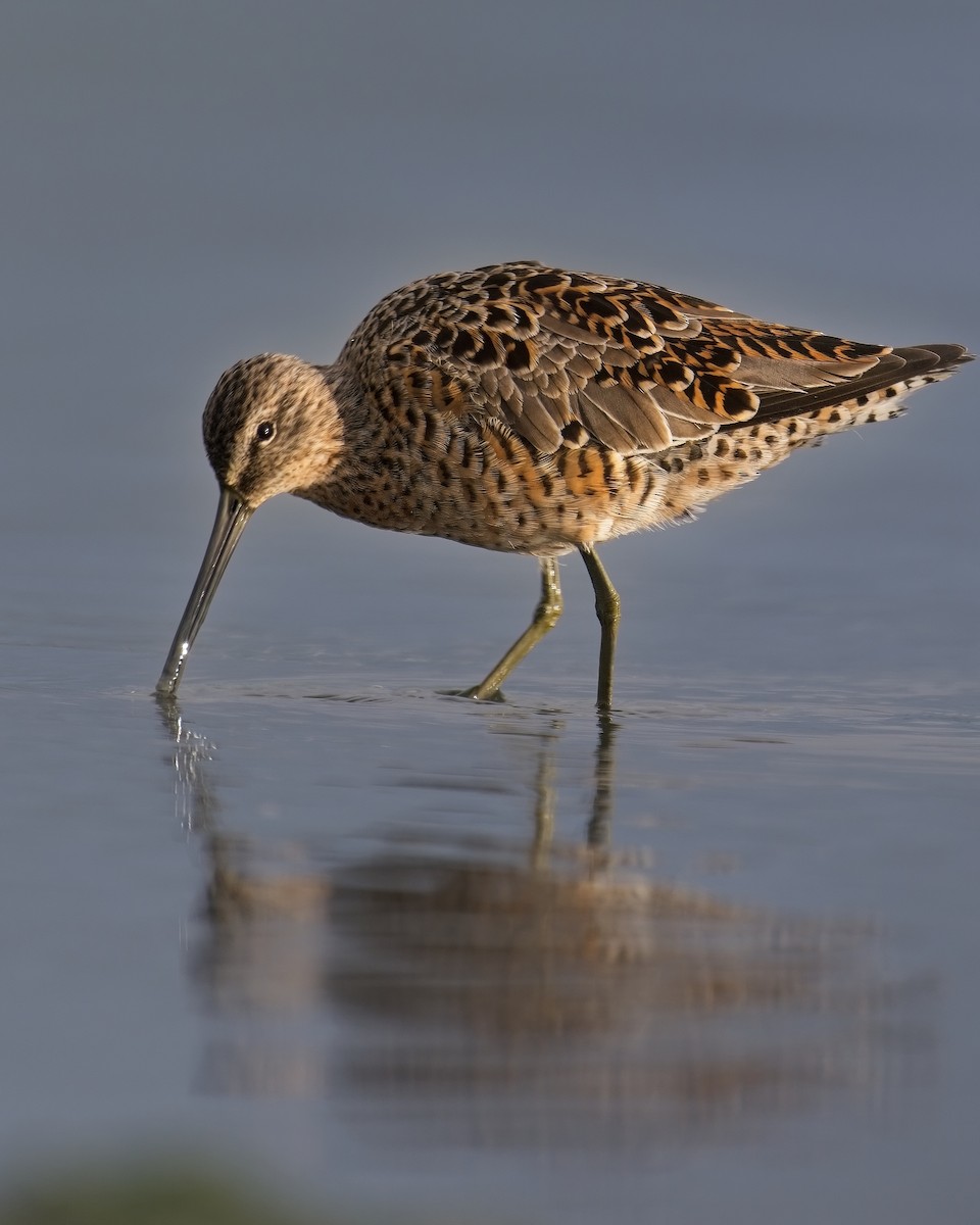Long-billed Dowitcher - ML619464769