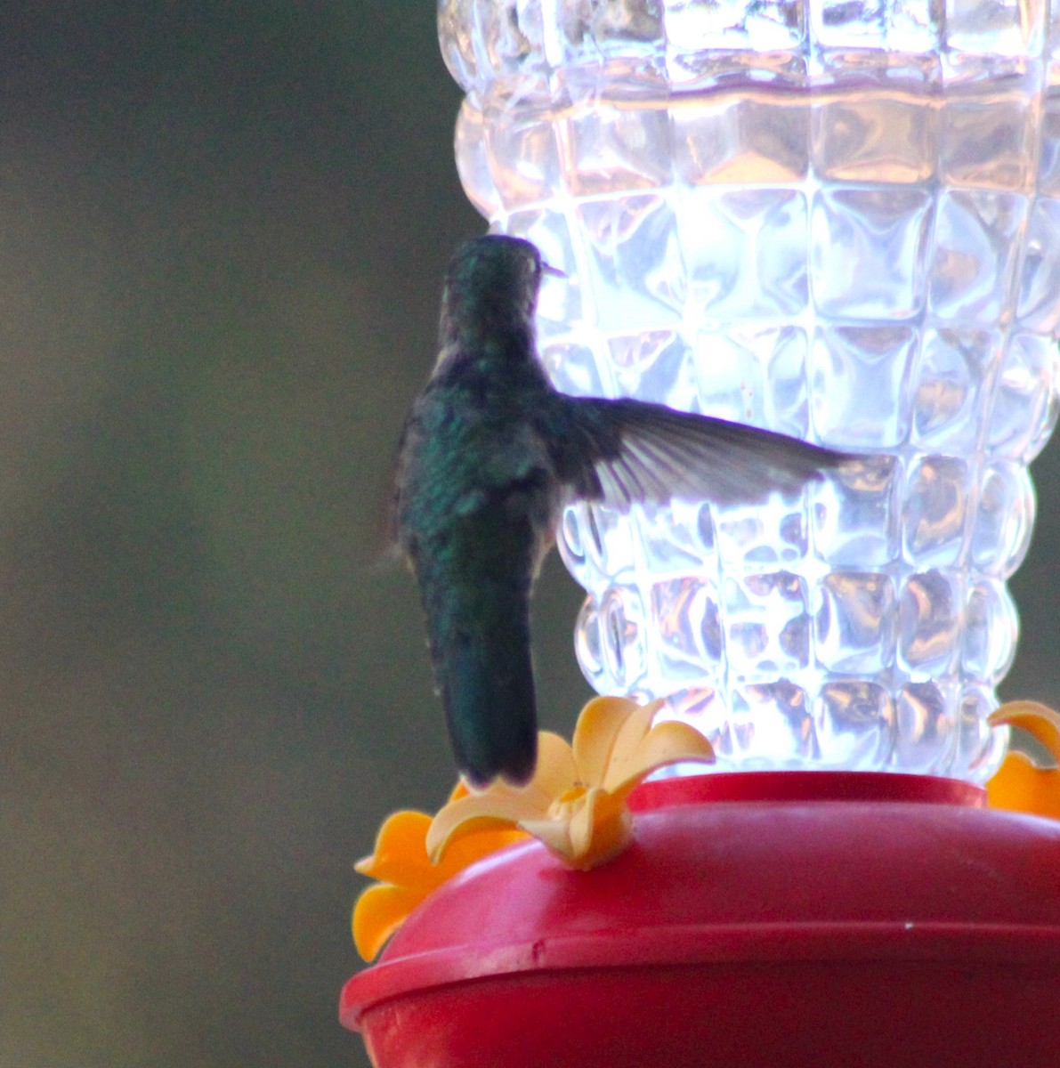 Broad-tailed Hummingbird - ML619464772