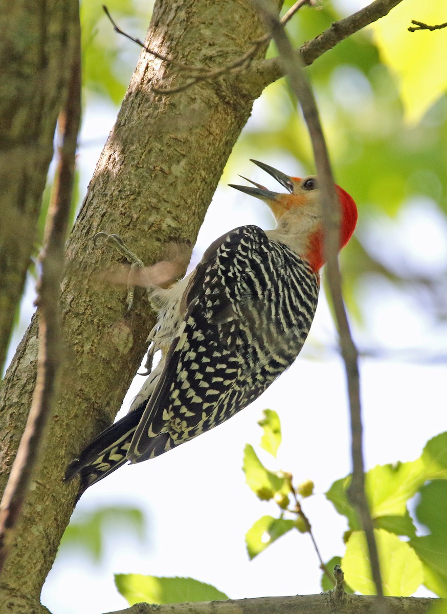 Red-bellied Woodpecker - ML619464785