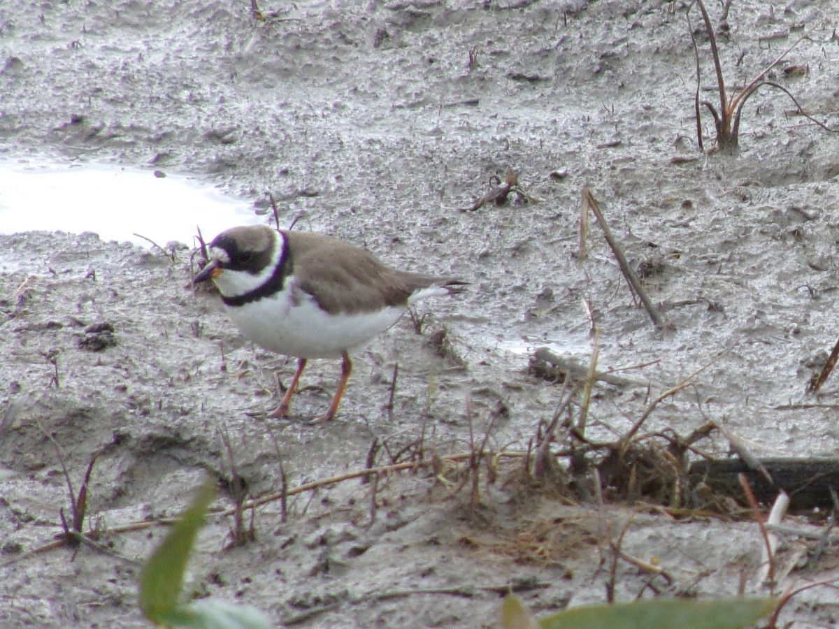 Semipalmated Plover - ML619464792