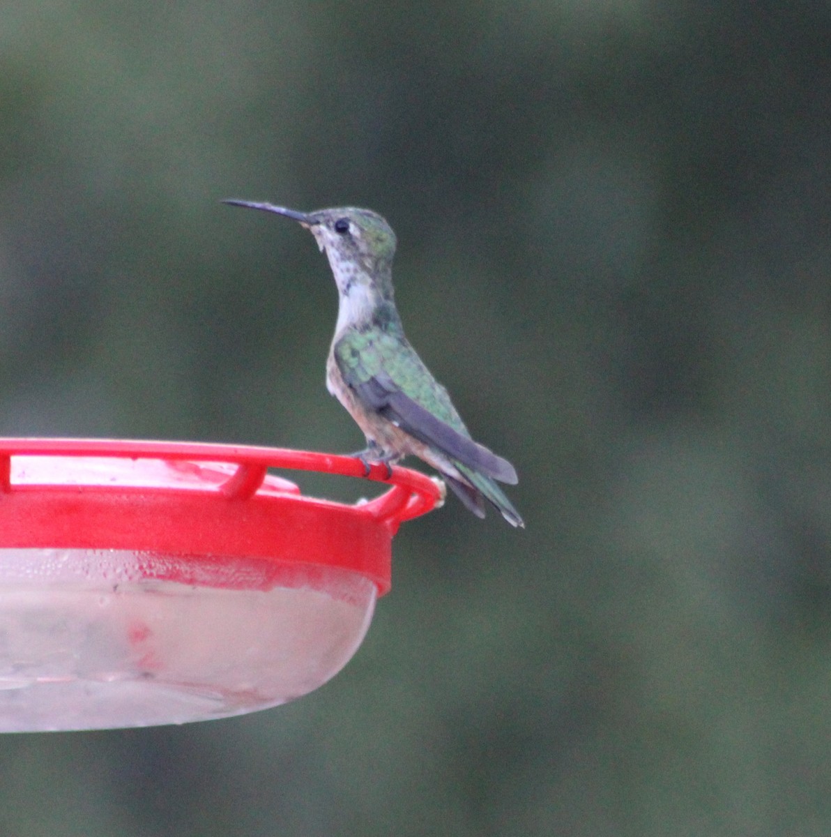 Broad-tailed Hummingbird - ML619464798