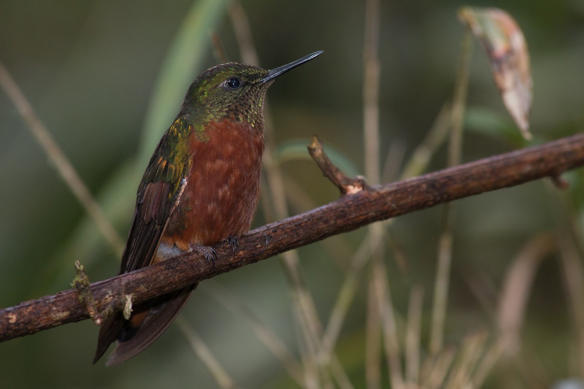kolibřík peruánský - ML619464801