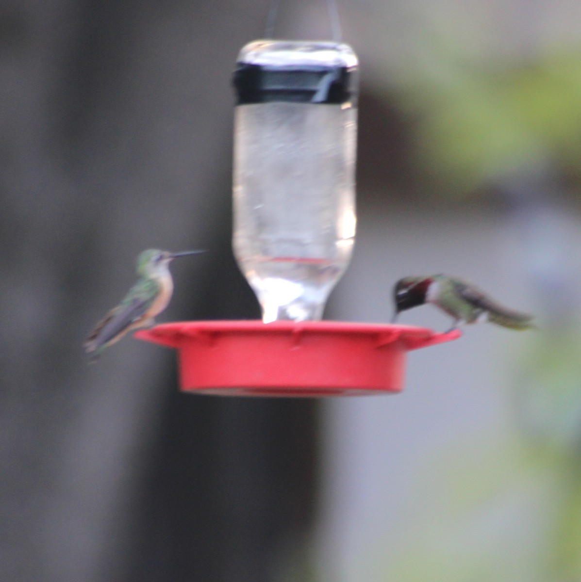 Broad-tailed Hummingbird - ML619464859