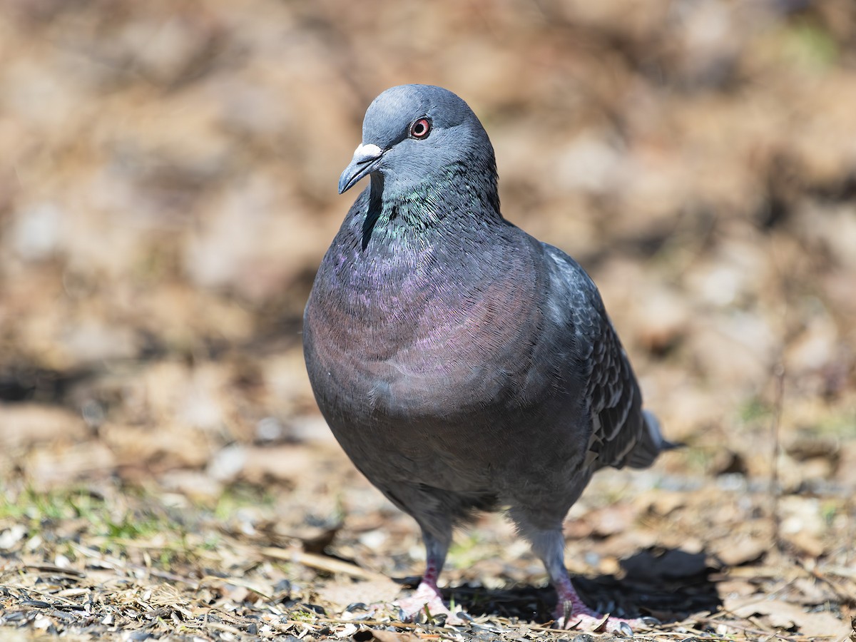 Rock Pigeon (Feral Pigeon) - ML619464864