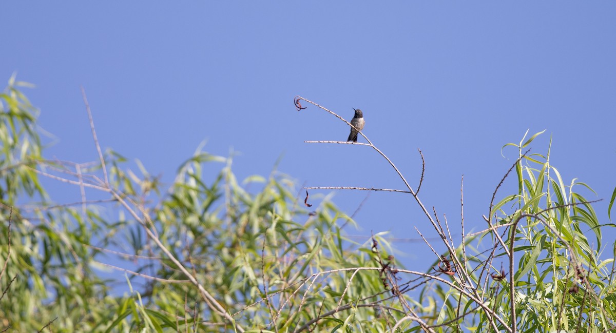 Black-chinned Hummingbird - ML619464879