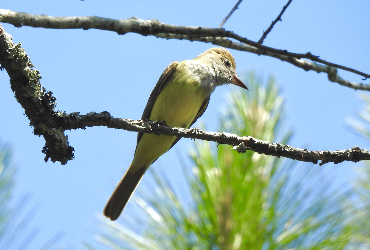 Great Crested Flycatcher - ML619464923
