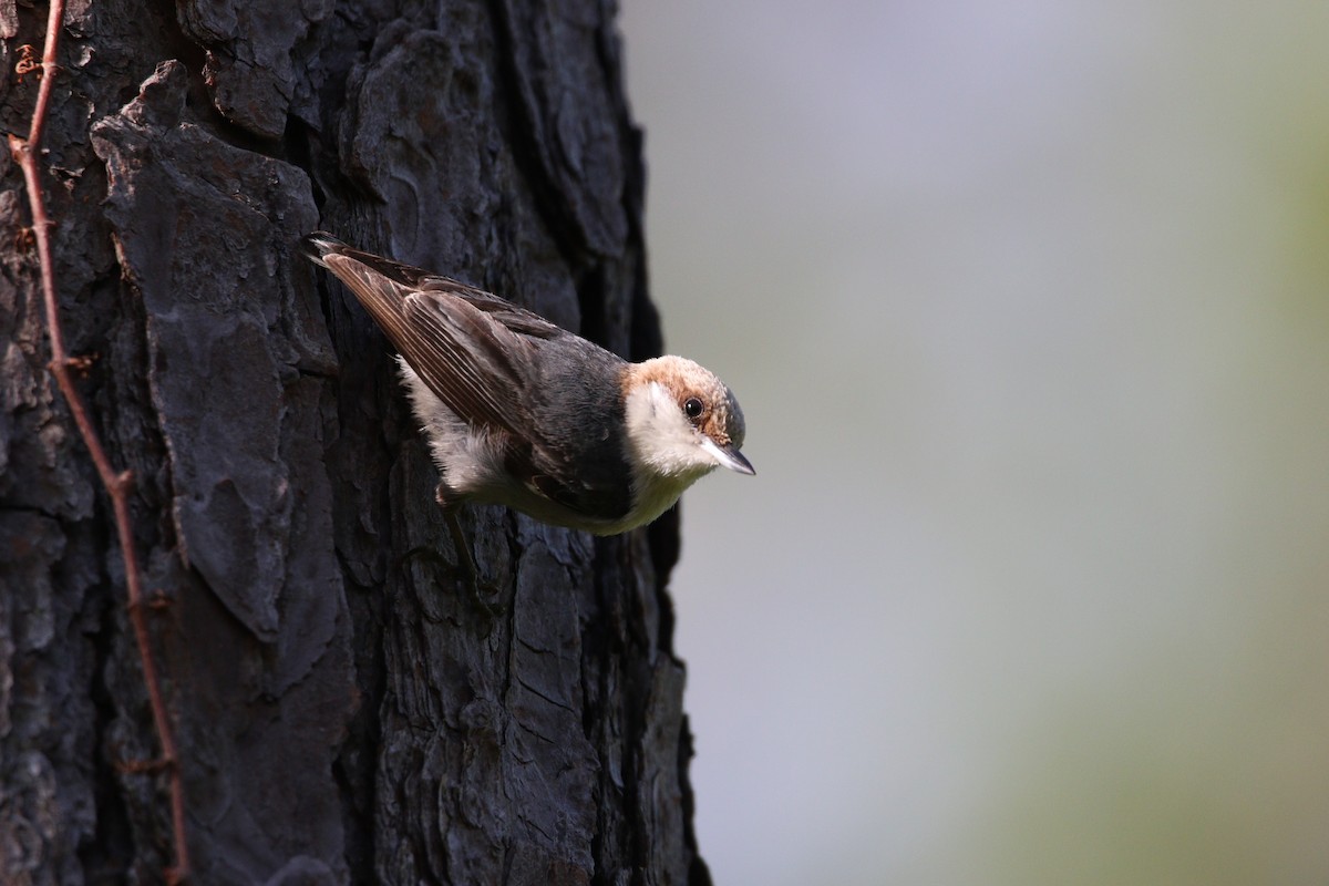 Brown-headed Nuthatch - ML619464924