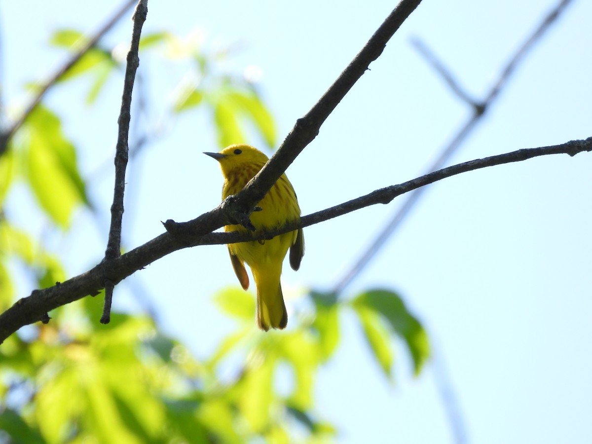Yellow Warbler (Northern) - ML619464927