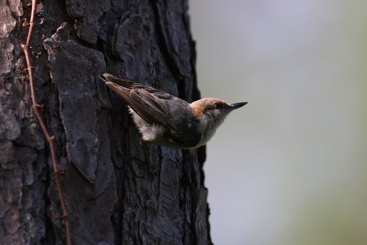 Brown-headed Nuthatch - ML619464933