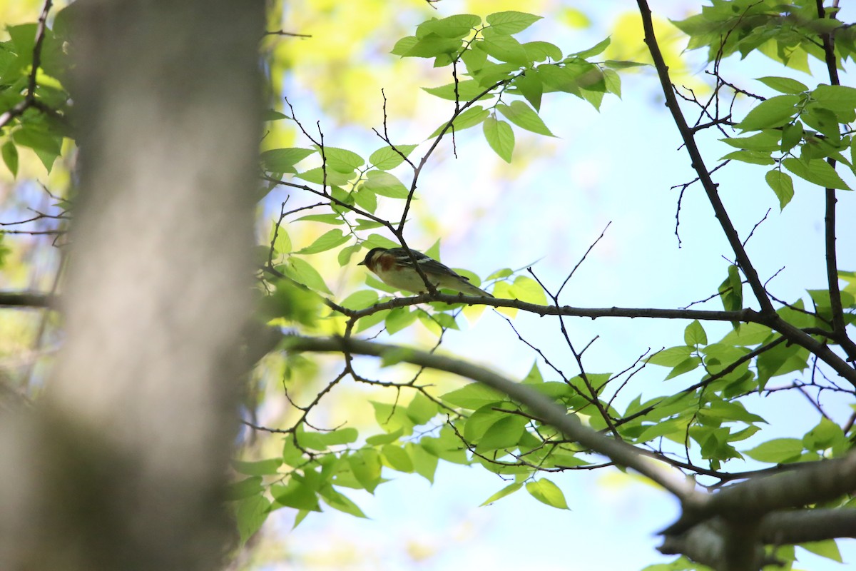 Bay-breasted Warbler - ML619464934