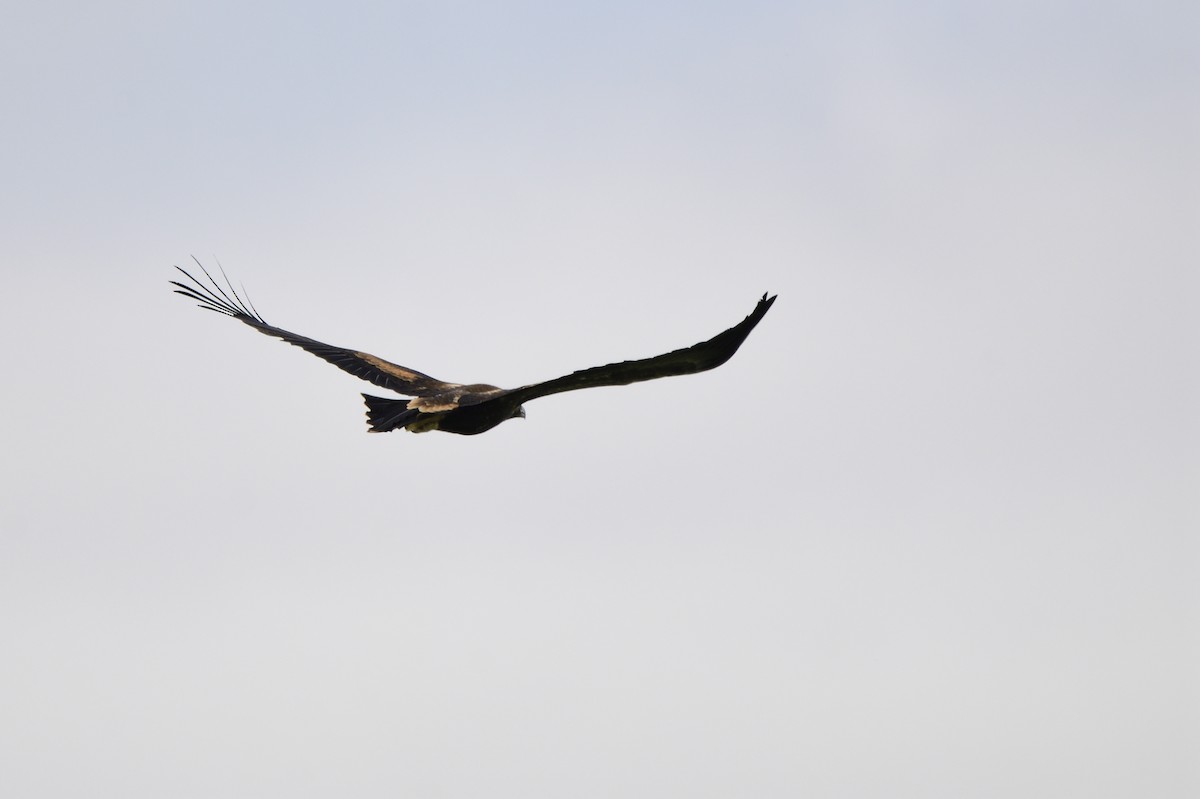 Wedge-tailed Eagle - ML619464935